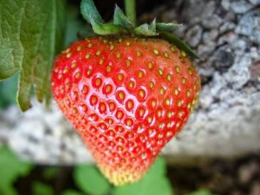 Aardbeien kweken in tuin of op het balkon, met deze tips lukt dat