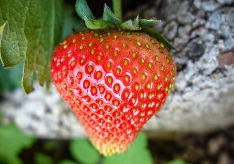 Aardbeien kweken in tuin of op het balkon, met deze tips lukt dat