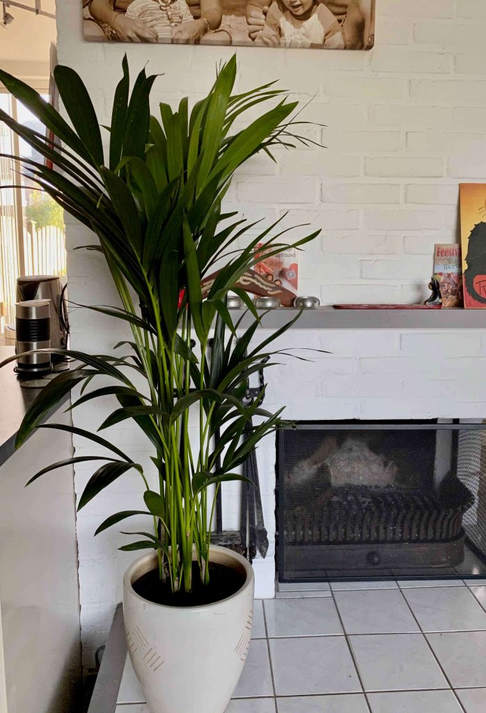 Een bloeiende Urban Jungle maak je in huis met de planten van Jngl.nl
