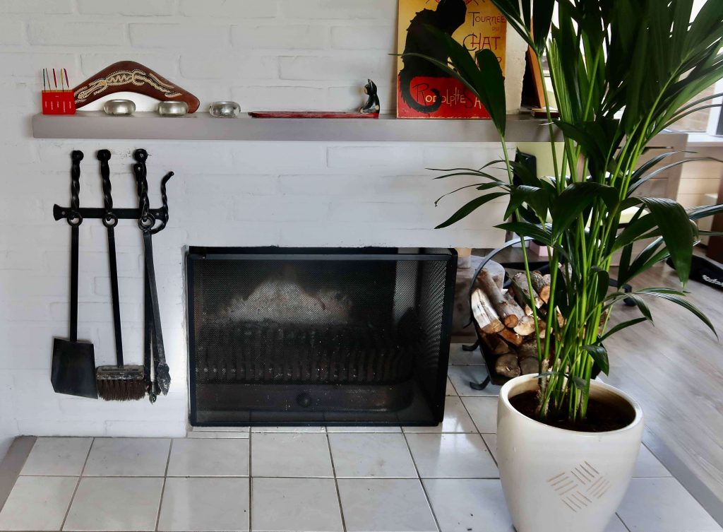 De kentiapalm is een plant die prachtig staat op een prominente plek in de woonkamer. 