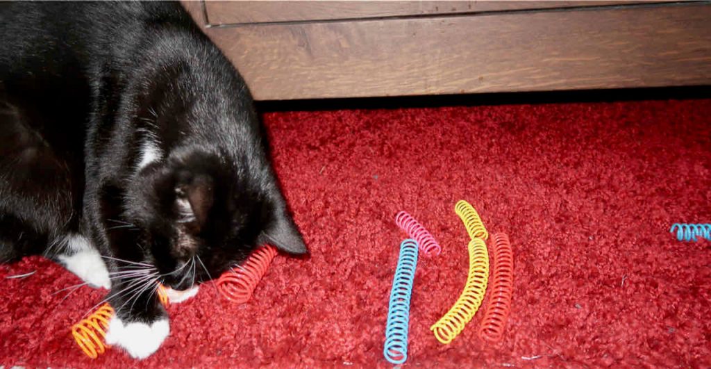 katten bijten graag op speeltjes, daar zijn deze springveren ideaal voor.