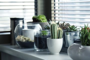 Meer planten in huis, maar geen groene vingers? Met deze tips moet het zeker lukken om je planten te laten groeien en bloeien.