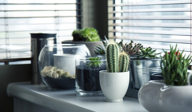Meer planten in huis, maar geen groene vingers? Met deze tips moet het zeker lukken om je planten te laten groeien en bloeien.