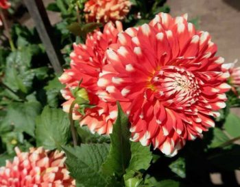 hoe kan je van een saaie tuin een vrolijke bloemenzee maken