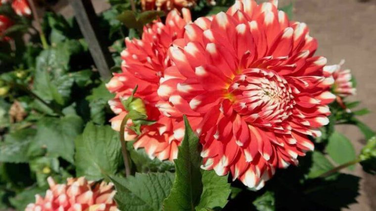 hoe kan je van een saaie tuin een vrolijke bloemenzee maken
